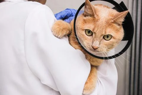 A red-haired cat in a protective collar is in the hands of a veterinarian. Stock Photos