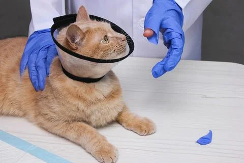 A red-haired cat in a protective collar on her neck Stock Photos