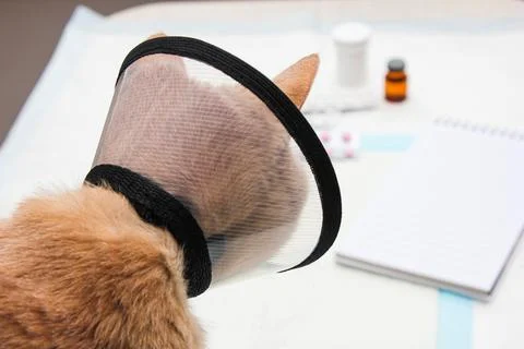 A red-haired cat in a protective veterinary cap. Treatment of pets.Veterinary Stock Photos