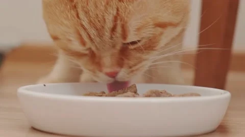 A red-haired cat of the Scottish Field breed eats pate Stock Footage 175222410