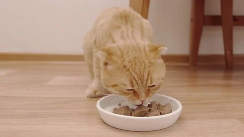 A red-haired cat of the Scottish Field breed eats pate Video stock 175222823