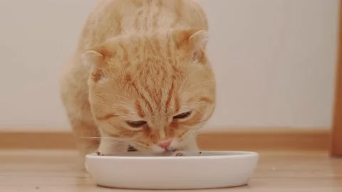 A red-haired cat of the Scottish Field breed eats pate Stock Footage 175222885