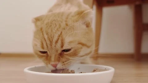 A red-haired cat of the Scottish Field breed eats pate Stock Footage 175223036