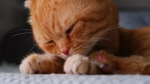 A red-haired cat of the Scottish fold breed is licking himself Stock Footage 283000279