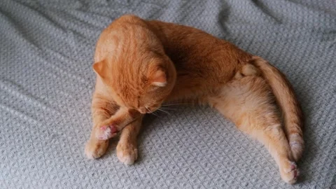 A red-haired cat of the Scottish fold breed is licking himself Stock Footage 283000588