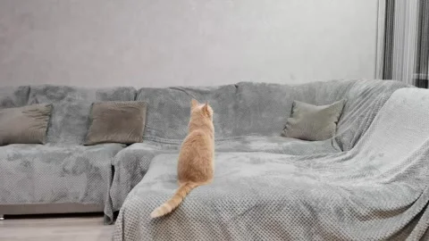 A red-haired cat sits on the couch with his back to the camera and moves his tai Stock Footage 242388930