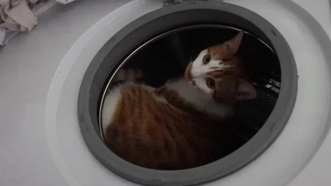 The red -haired cat sits in the drum of the washing machine. Vertical video. Stock Footage 271627187