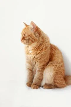 A red-haired cat sits sideways on a white background and looks away Foto stock