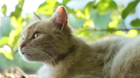 A red-haired cat is sitting under a tree branch under the rays of the sun Stock Footage 246428149