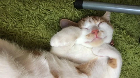 The red -haired cat is sleeping upwards, lifting his paws. Vertical video.. Stock Footage 277111984