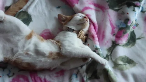 The red -haired cat is sleeping upwards, lifting his paws. Vertical video. Stock Footage 277112022