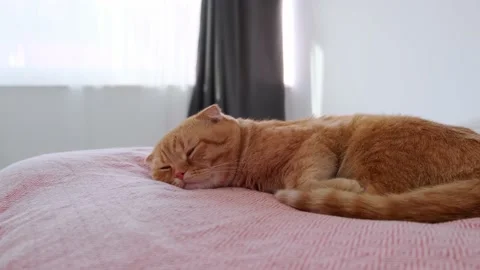 A red-haired cat sleeps in a bed in a room Stock Footage 227013508