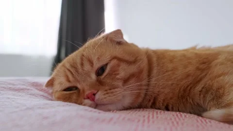 A red-haired cat sleeps in a bed in a room Stock Footage 227013638