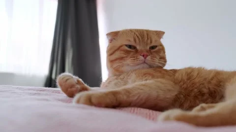 A red-haired cat sleeps in a bed in a room Stock Footage 227013826