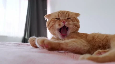 A red-haired cat sleeps in a bed in a room Stock Footage 227014363