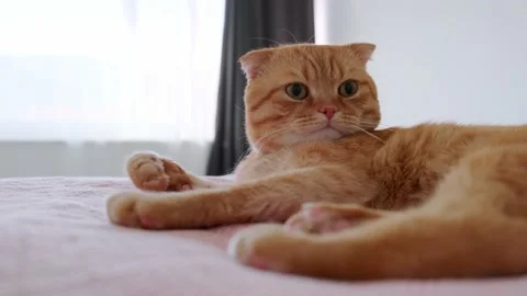 A red-haired cat sleeps in a bed in a room Stock Footage 227014559