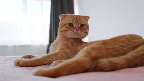 A red-haired cat sleeps in a bed in a room Stock Footage 227015381