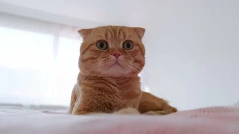 A red-haired cat sleeps in a bed in a room Stock Footage 227015558