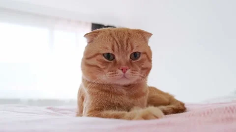 A red-haired cat sleeps in a bed in a room Stock Footage 227015834