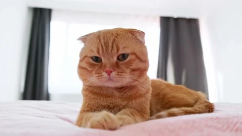 A red-haired cat sleeps in a bed in a room Stock Footage 227016151