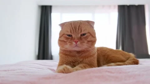 A red-haired cat sleeps in a bed in a room Stock Footage 227016324