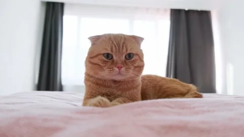 A red-haired cat sleeps in a bed in a room Stock Footage 227016747