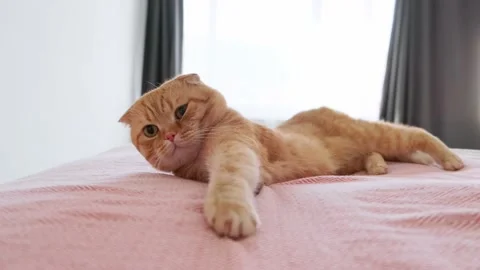 A red-haired cat sleeps in a bed in a room Stock Footage 227016843