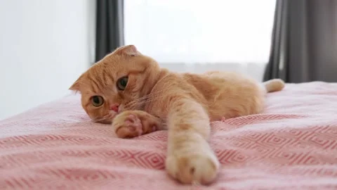 A red-haired cat sleeps in a bed in a room Stock Footage 227017153