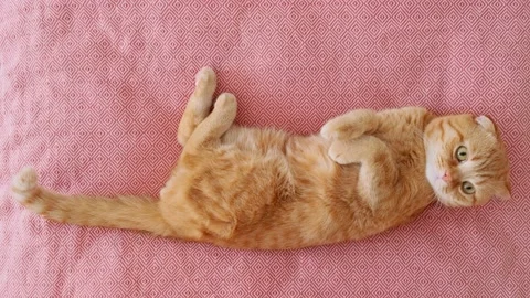 A red-haired cat sleeps in a bed in a room Stock Footage 227018250