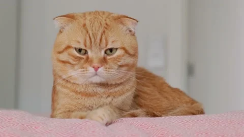 A red-haired cat sleeps in a bed in a room Stock Footage 227018777