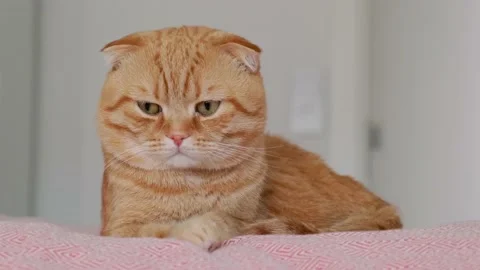 A red-haired cat sleeps in a bed in a room Stock Footage 227019452