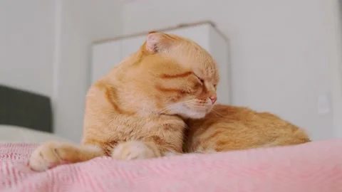 A red-haired cat sleeps in a bed in a room Stock Footage 227019812