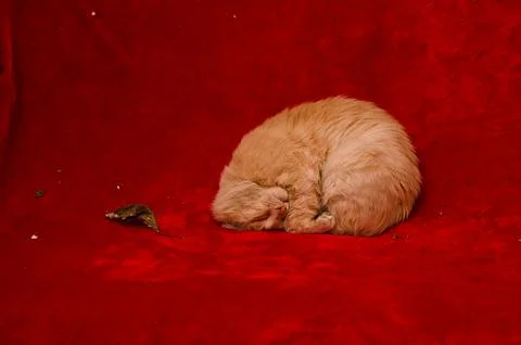 A red-haired cat sleeps on the couch. on red velvet. Stock Photos