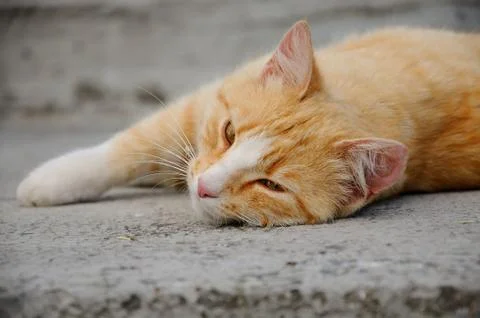 Red-haired cat on a step of a concrete ladder Stock Photos
