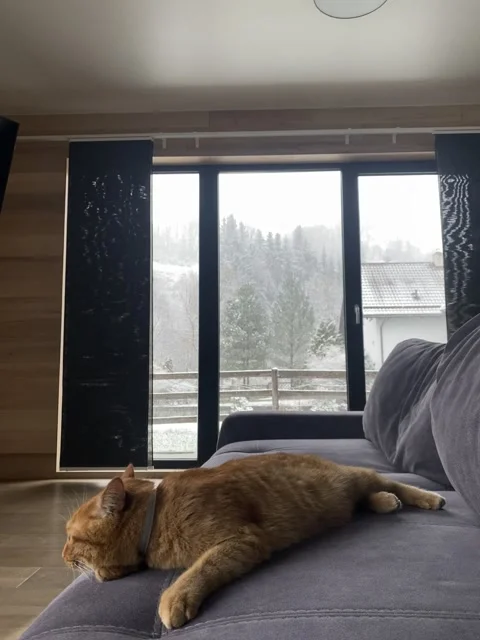 Red-haired cat is stretched out and lying on a gray sofa Stock Footage 275412685