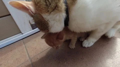 Red-haired cat takes care, looks after small kittens and contacts people Stock Footage 305237229