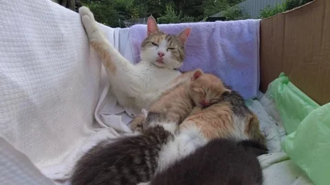 Red-haired cat takes care, looks after small kittens and contacts people Stock Footage 305237243