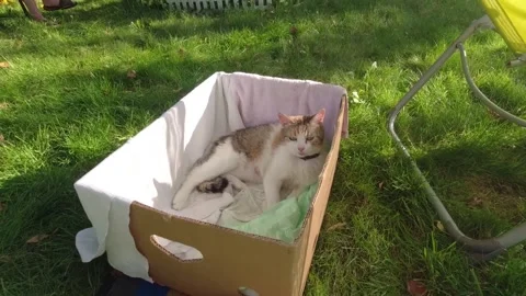 Red-haired cat takes care, looks after small kittens and contacts people Stock Footage 305237267