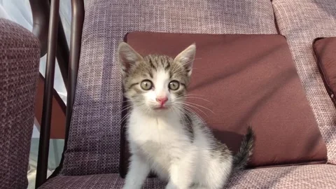 Red-haired cat takes care, looks after small kittens and contacts people Video stock 305237456