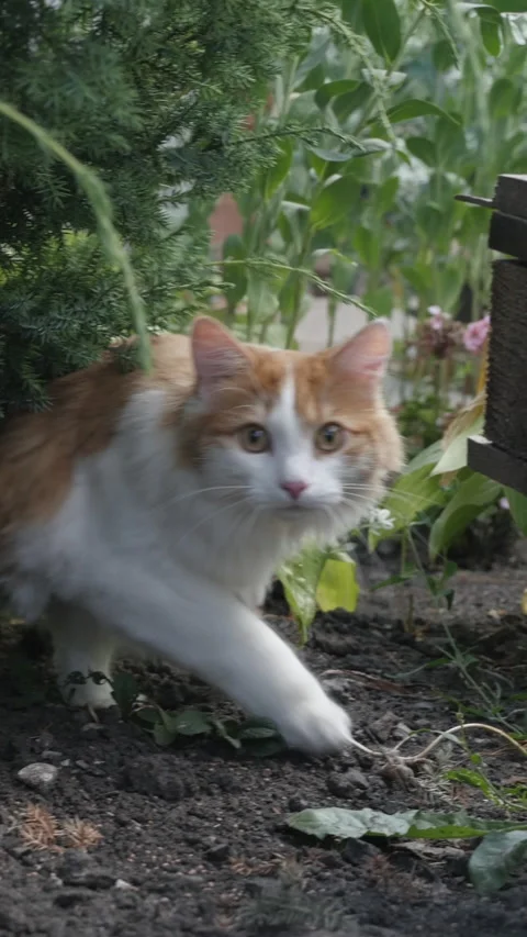A red-haired cat walks around the garden and examines the plants Stock Footage 157985391