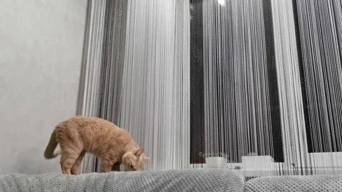 A red-haired cat walks at home on the back of the sofa  Stock Footage 242388935