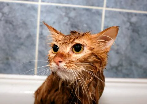 Red-haired cat wet Stock Photos
