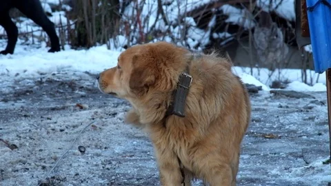 Red-haired chain dog said something and waved his tail Video stock 83132857
