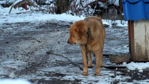 Red-haired chain dog was thinking about something and sad Stock Footage 83132613
