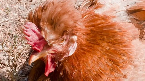 Red-haired chicken close-up on the grass Stock Footage 79446079