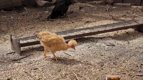 Red-haired chicken pecks grain and drinks water in the farm Stock Footage 128587107
