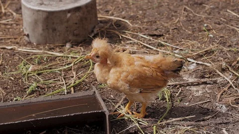 Red-haired chicken pecks grain and drinks water in the farm Stock Footage 128587192