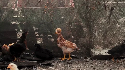 Red-haired chicken pecks grain and drinks water in the farm Stock Footage 128587269