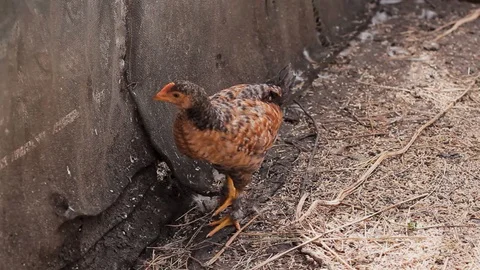 Red-haired chicken pecks grain and drinks water in the farm Stock Footage 128587823
