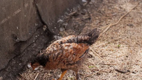 Red-haired chicken pecks grain and drinks water in the farm Stock Footage 128587877